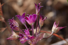 Allium crispum