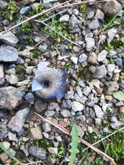 Powelliphanta traversi