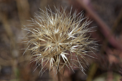 Microseris sylvatica