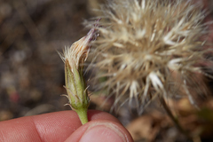 Microseris sylvatica