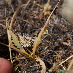Microseris sylvatica