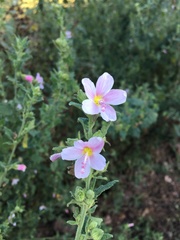 Pavonia columella