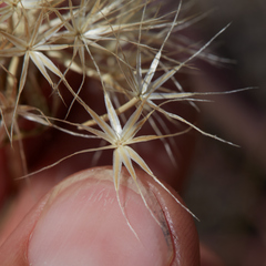 Microseris sylvatica