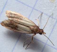 Plodia interpunctella