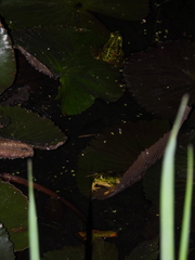 Pelophylax fukienensis