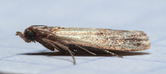 Plodia interpunctella