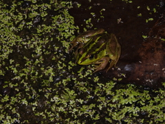 Pelophylax fukienensis