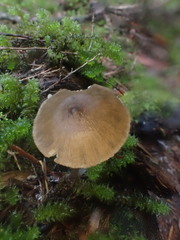 Entoloma readiae