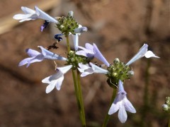 Hemiarrhena plantaginea