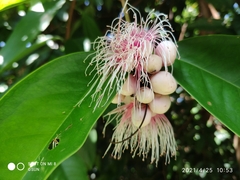 Syzygium pycnanthum
