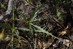 Microseris sylvatica