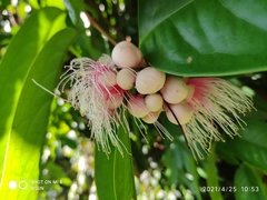 Syzygium pycnanthum