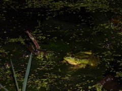 Pelophylax fukienensis
