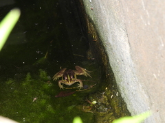 Pelophylax fukienensis