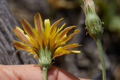 Microseris sylvatica