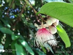 Syzygium pycnanthum