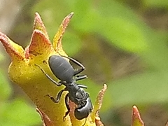 Myrmeurynota