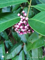 Syzygium pycnanthum