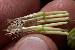 Microseris sylvatica