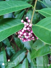 Syzygium pycnanthum