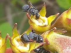 Myrmeurynota