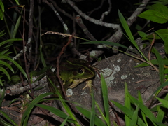Pelophylax fukienensis