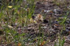 Microseris sylvatica