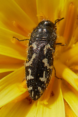 Acmaeodera retifera