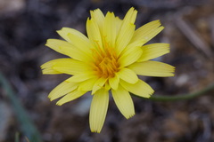 Microseris sylvatica