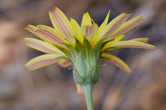 Microseris sylvatica