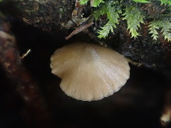 Entoloma readiae