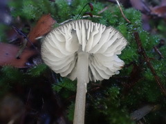 Entoloma readiae