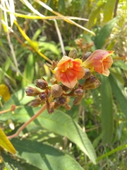 Rhytidophyllum bicolor