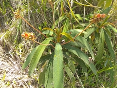 Rhytidophyllum bicolor