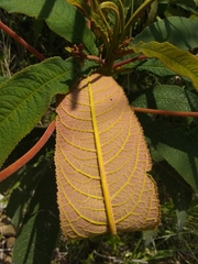 Rhytidophyllum bicolor