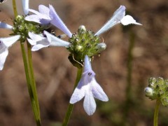 Hemiarrhena plantaginea