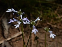 Hemiarrhena plantaginea