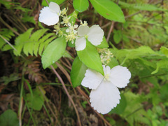 Hydrangea luteovenosa