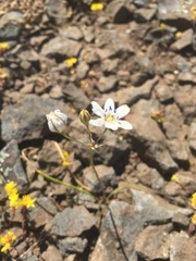 Triteleia lilacina