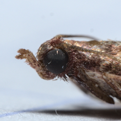 Plodia interpunctella