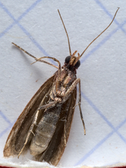 Plodia interpunctella