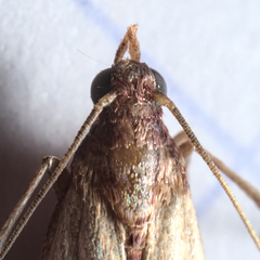 Plodia interpunctella