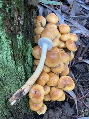 Pholiota malicola