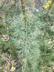 Apiaceae