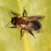 Andrena nigroaenea - Photo (c) jlaus, μερικά δικαιώματα διατηρούνται (CC BY), uploaded by jlaus