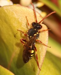 Nomada fulvicornis