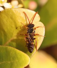 Nomada fulvicornis