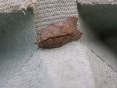 Acleris effractana