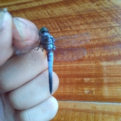 Brachydiplax chalybea