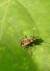 Physopelta gutta